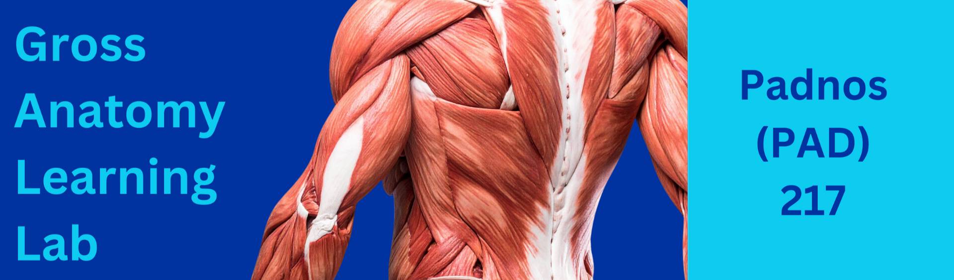 Gross Anatomy Learning Lab PAD 217